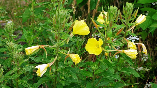 Unlocking the Secrets of Oenothera Biennis: Uses and Benefits