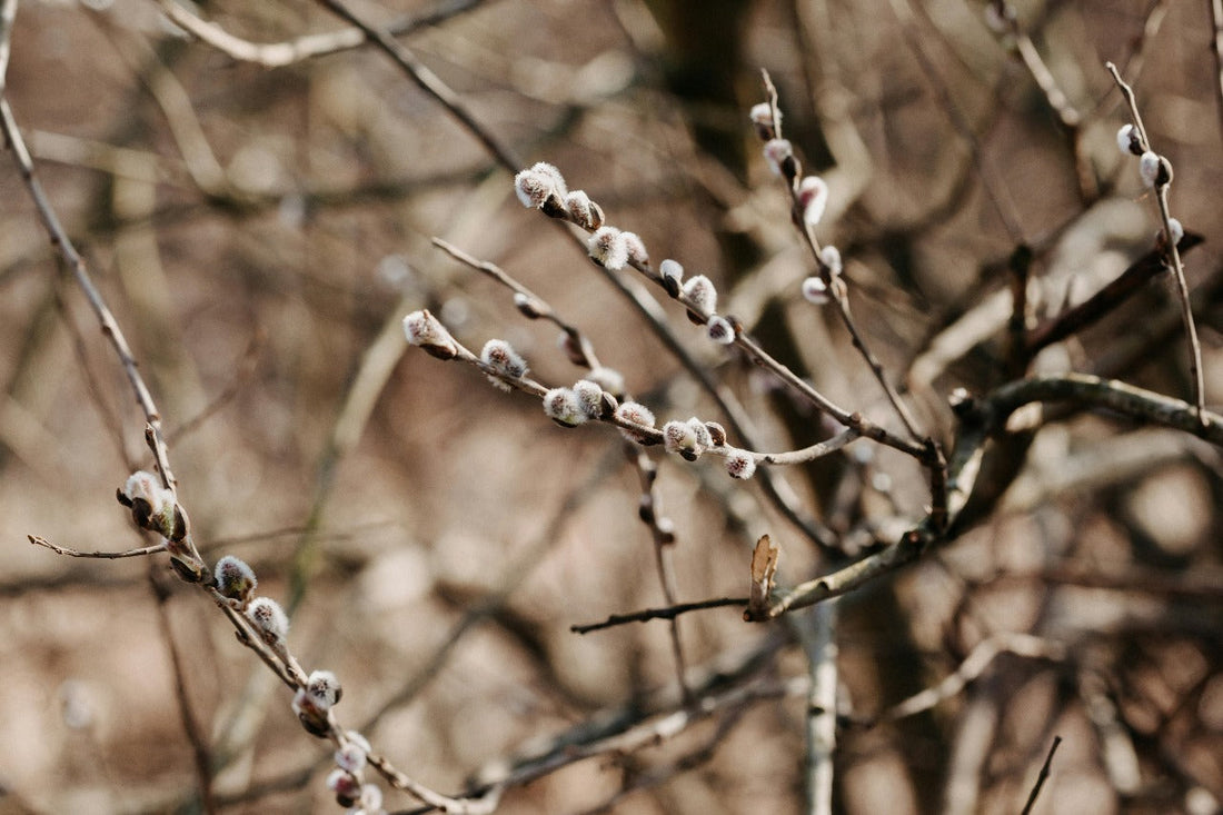 What is Willow Bark Extract and What are its Benefits for Skin?