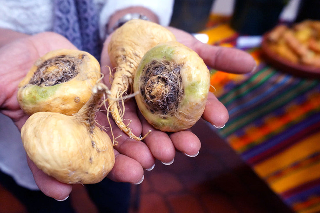 MACA – A POWERFUL EXTRACT