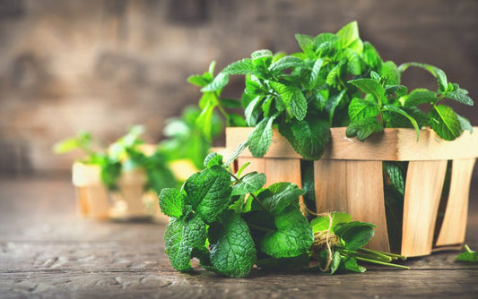 THE BENEFITS OF MINT